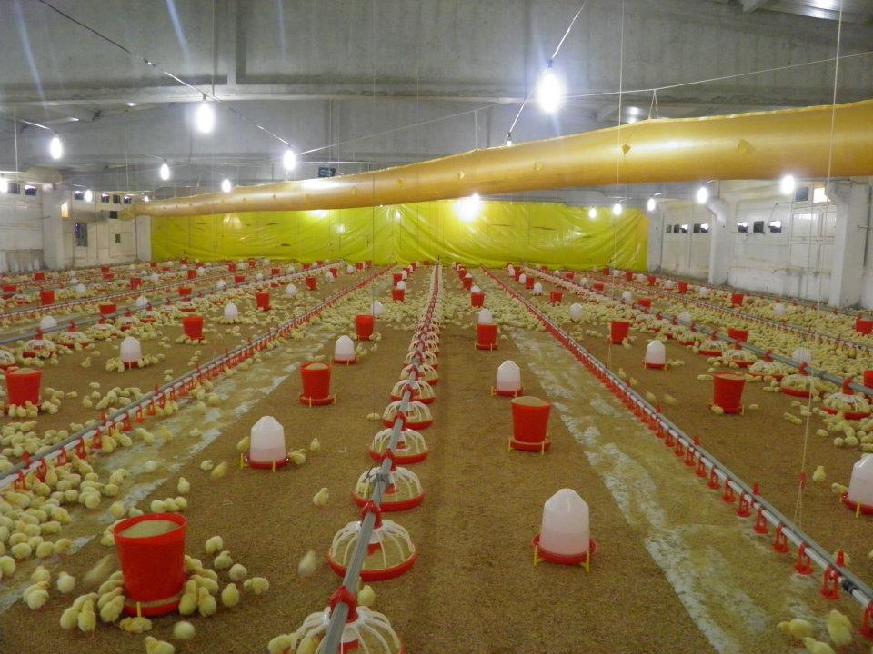 kağıt serimi sonrası kümes görselleri - 1