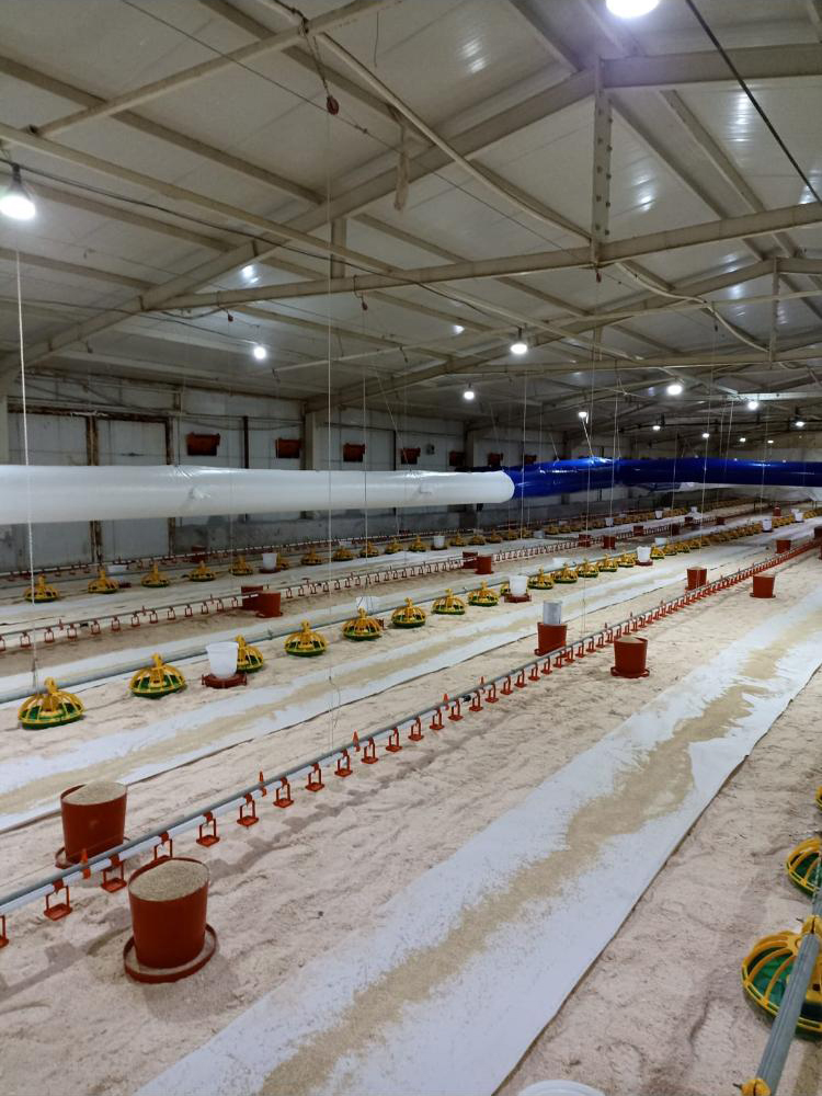 4-5 gün içeresinde eriyen %100 saf hammadde ile üretilen kağıdımızın civciv öncesi kümeslerde kayda giren uygulama görseli 