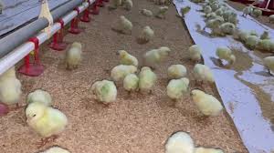 4-5 gün içeresinde eriyen %100 saf hammadde ile üretilen kümeslerde ilk gün de kayda giren kağıt uygulama görseli 