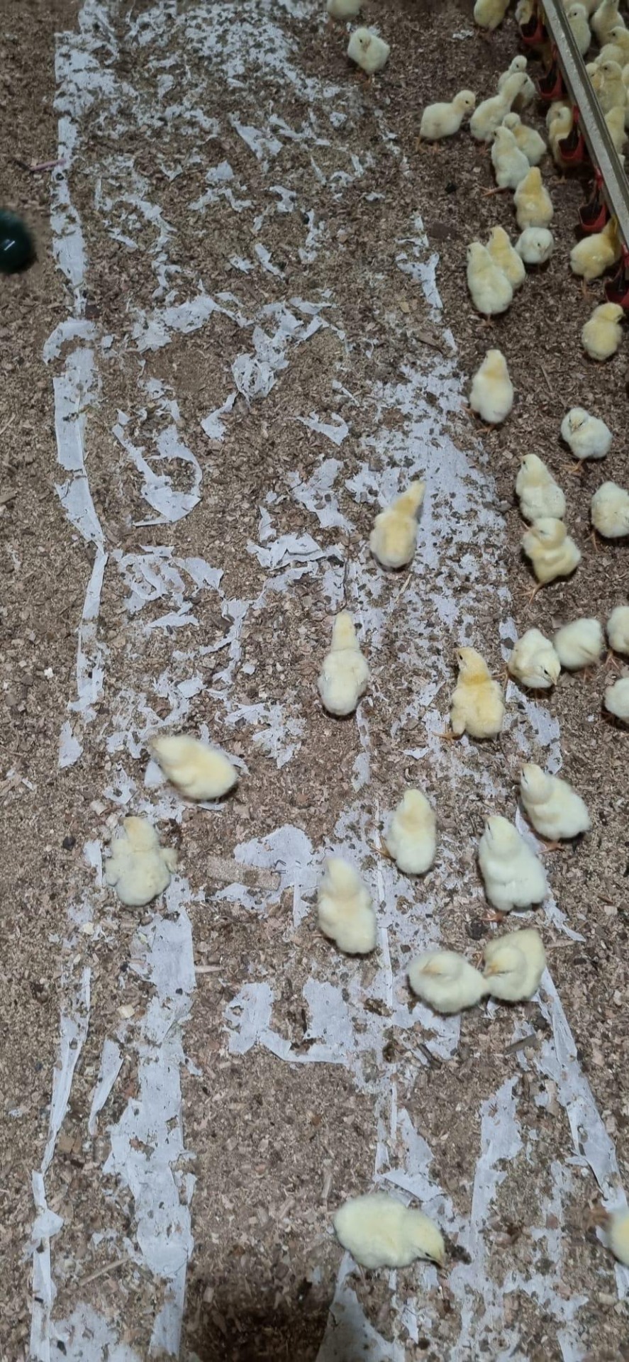 4-5 gün içeresinde eriyen %100 saf hammadde ile üretilen kümeslerde 3. gün de kayda giren kağıt uygulama görseli 