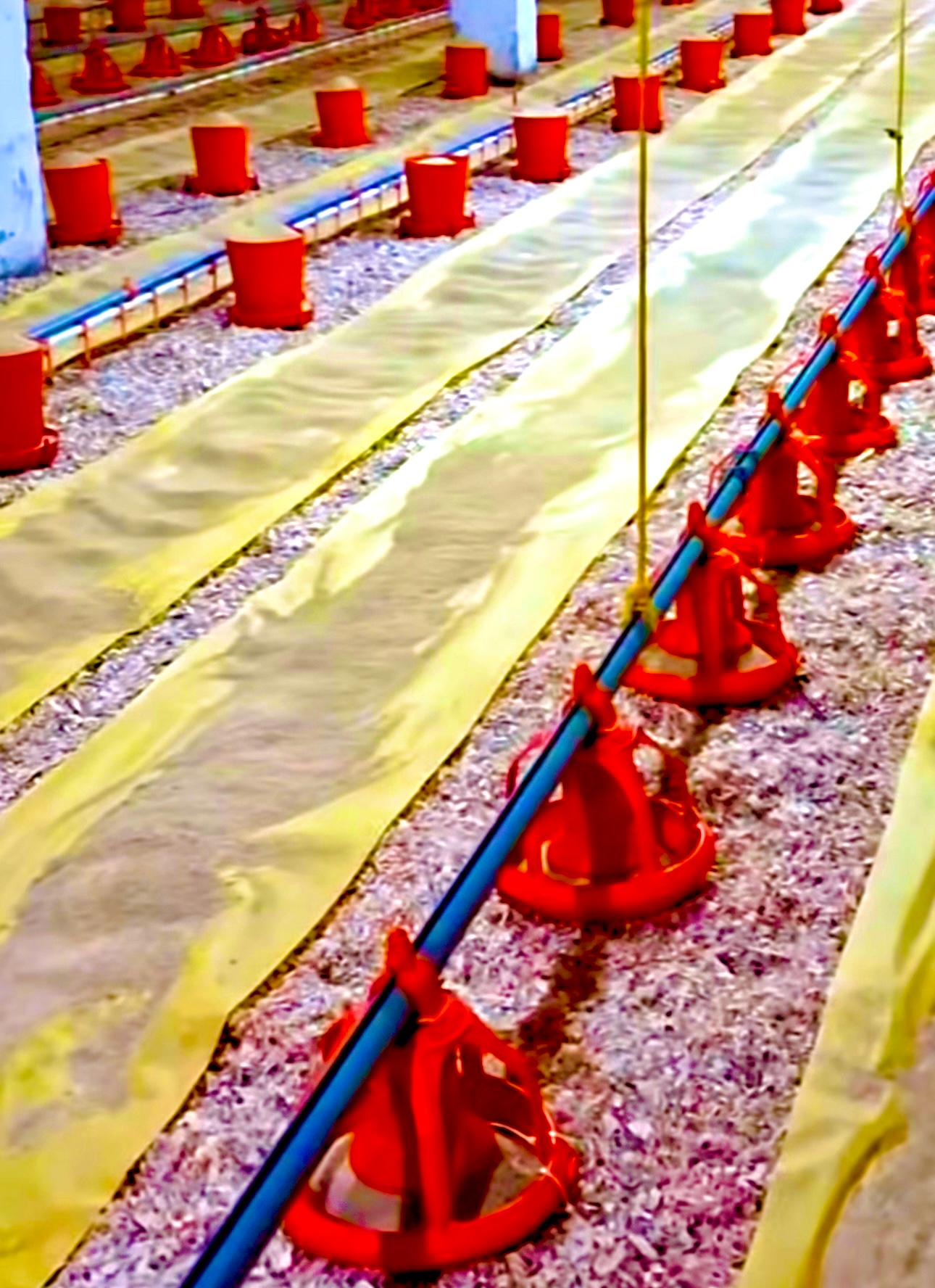 SIVI GEÇİRMEZ VE ERİMEYEN TOPLANABİLİR %100 saf hammadde ile üretilen kağıdımızın civciv öncesi kümeslerde kayda giren uygulama görseli 