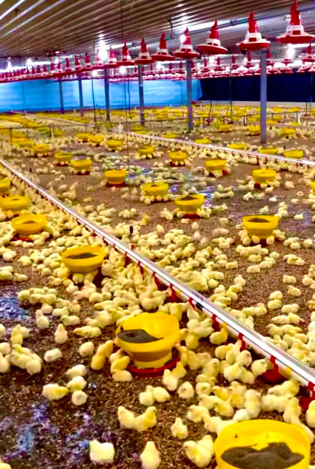 4-5 gün içeresinde eriyen %100 saf hammadde ile üretilen kümeslerde 5. gün de kayda giren kağıt uygulama görseli 