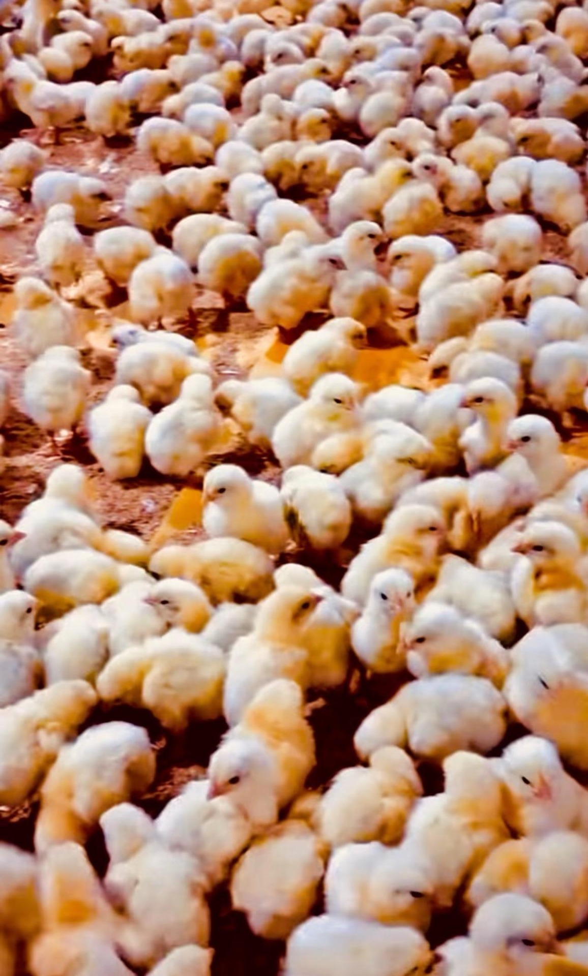 SIVI GEÇİRMEZ VE ERİMEYEN TOPLANABİLİR %100 saf hammadde ile üretilen kağıdımızın civciv SONRASI  kümeslerde kayda giren uygulama görseli 