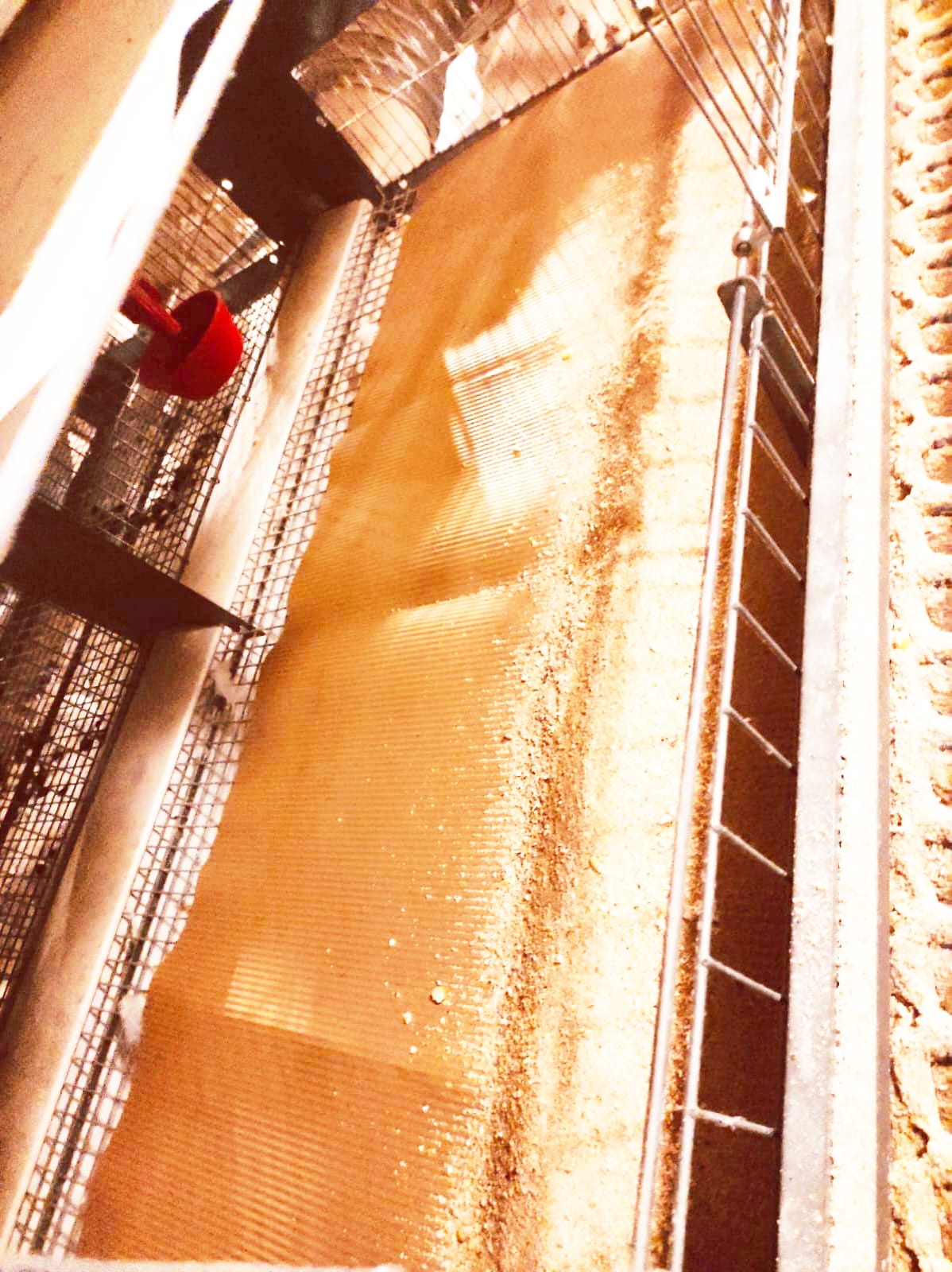 KAFESLİ YUMURTACILIK 50 X 120 CM TIRTIKLI KAFES KAĞIDI GÖRSELİ -1